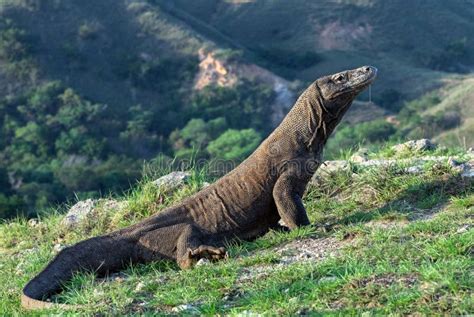 Komodo Dragon. Scientific Name: Varanus Komodoensis. Natural Habitat. Indonesia Stock Photo ...