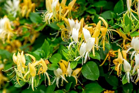 Japanese Honeysuckle Lonicera Japonica Live Plant In 4 Pot With Soil ...