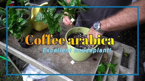 How to grow Coffee seedlings. Roots, planting care and more - Herbal ...