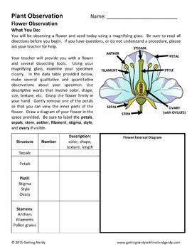 Flower Dissection by Getting Nerdy with Mel and Gerdy | TpT