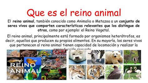 EL REINO ANIMAL ahora en | Reino animal, Notas de biología, Texto informativo