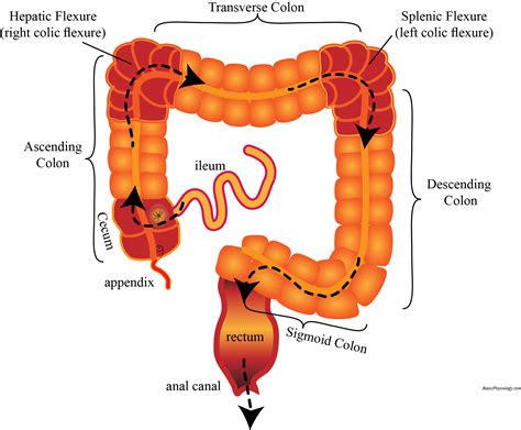 Ileum And Cecum