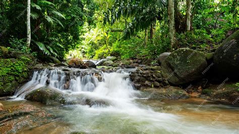 Premium Photo | Waterfall in abundant clear stream in the forest small ...