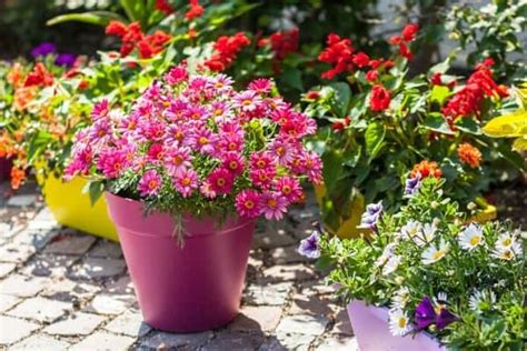 Flower Container Ideas For Full Sun | Best Flower Site