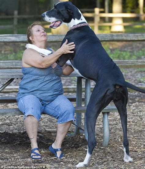 Take a bow-wow-wow: Nova the Great Dane is recognised as world?s tallest female dog