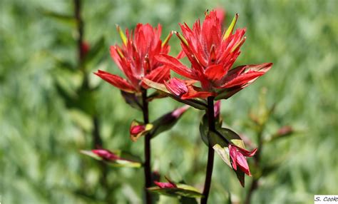 Wyoming State Flower | Indian Paintbrush | steven cook | Flickr