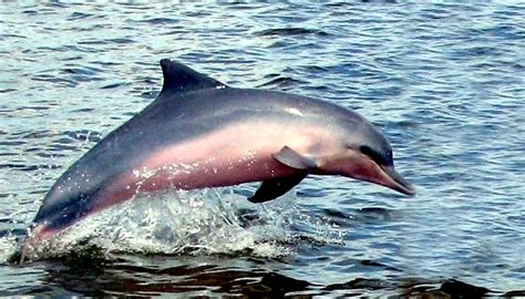 Tucuxi Dolphin – "OCEAN TREASURES" Memorial Library