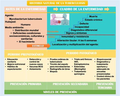 Historia Natural de la Tuberculosis | ELENA SOFIA LOPEZ TUÑOQUE | uDocz