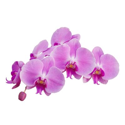 Orchid Purple transparent PNG - StickPNG