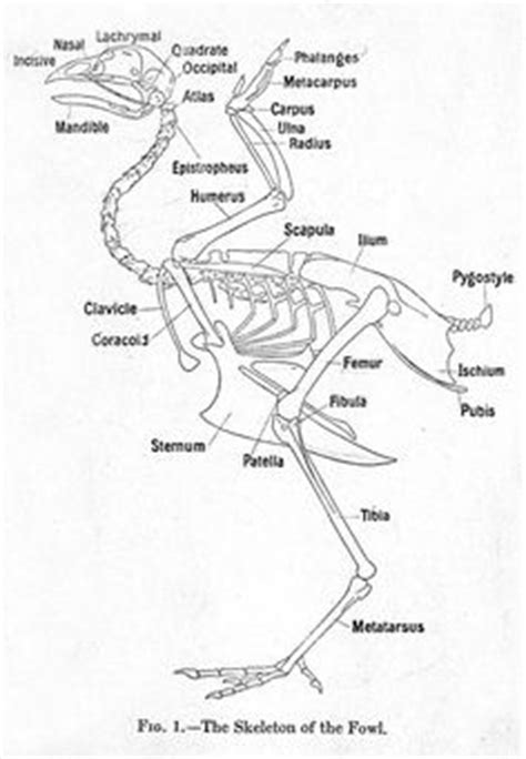 Chicken Anatomy - Skeletal | Chicken anatomy, Anatomy bones, Anatomy