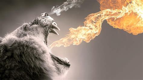 Fire breathing lion poster, abstract, animals, fire HD wallpaper ...