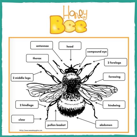 Honey Bee Anatomy Worksheet | Anatomy Worksheets