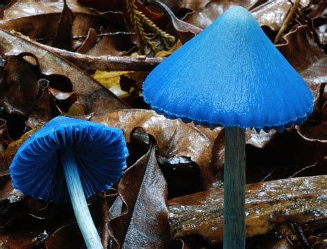 Entoloma hochstetteri: The Blue Pinkgill Identification & Look Alikes