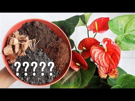 BEST Potting Soil MIX for Anthurium Plant? | Anthurium plant, Anthurium, Potting soil