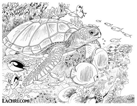 Lachri Sea Turtle adult coloring page | Lachri Fine Art