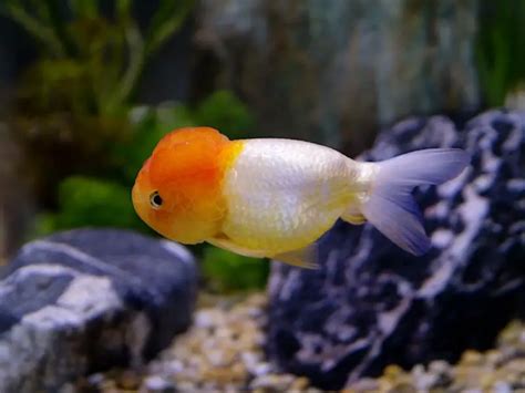 Lionhead Goldfish Care & Species Profile | Fishkeeping World