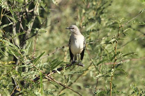 Sonoran Connection: Sabino Canyon WIldlife