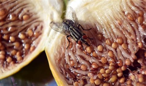 flies poop on food Archives - Madsen Pest Management