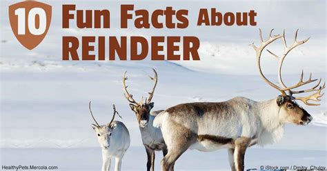 10 Fascinating Facts About Reindeer