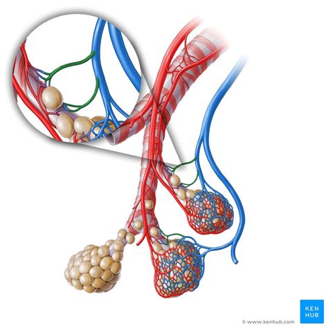 Bronchial veins: Anatomy, tributaries, drainage | Kenhub