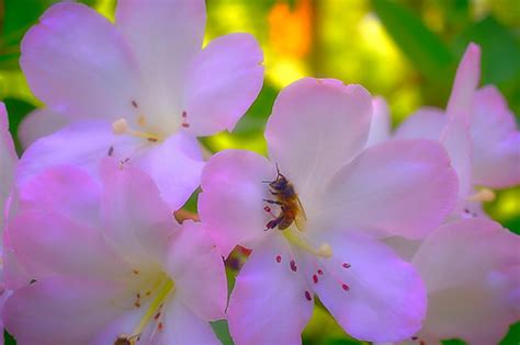 BEE Happy | Couldn't pass up the bee that showed up while sh… | Flickr