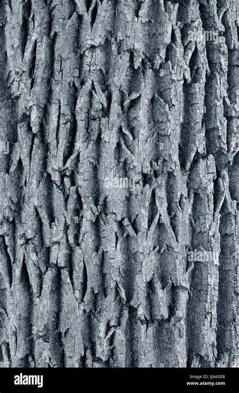 Elm tree bark Stock Photo - Alamy