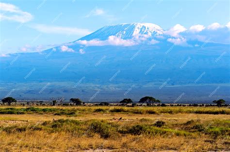 Premium Photo | Amboseli national park and mount kilimanjaro in kenya