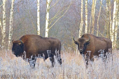 Bison – Wild Poland – Wildlife Watching Adventures