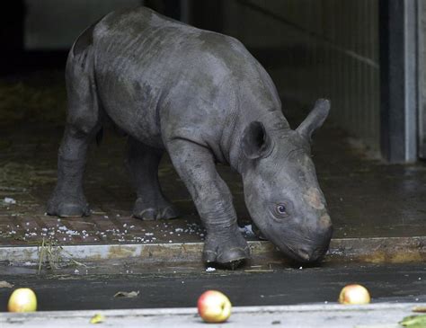 Photos: Baby zoo animals | Entertainment | tucson.com