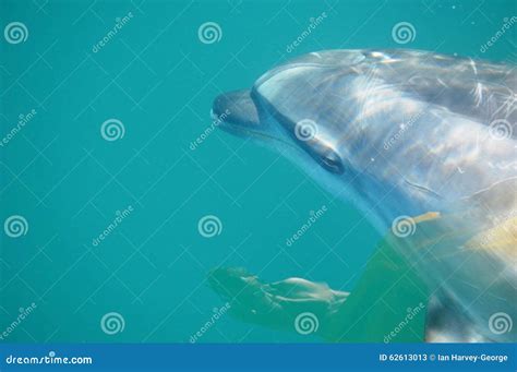 Dolphin stock image. Image of dolphin, water, newzealand - 62613013