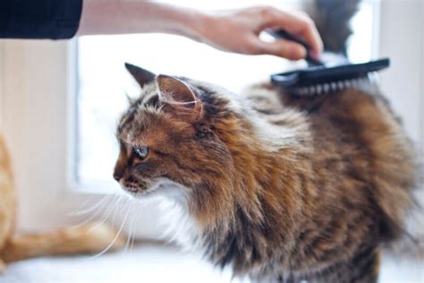 Matted Cat Hair: How to Handle It | Great Pet Care