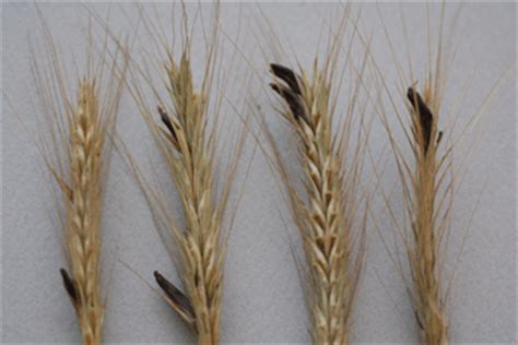 Ergot in Wheat - UNL CropWatch, July 8, 2011 | CropWatch | University ...