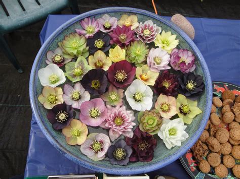 A Next Generation Gardener: Winter Hellebores as cut flowers and how to make them last