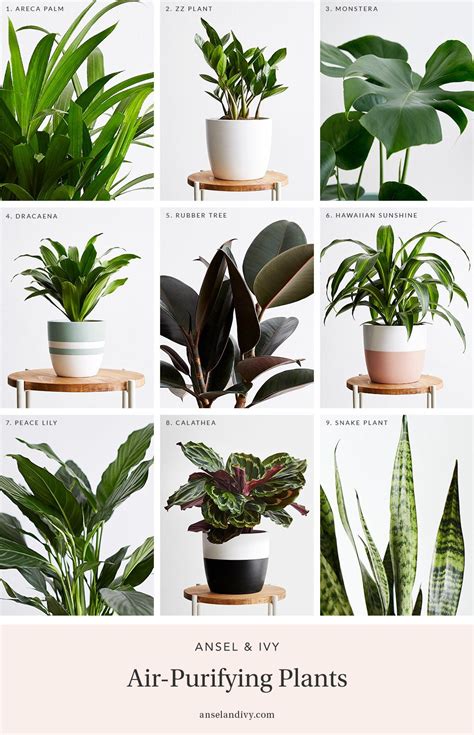 25 Best Indoor Houseplants For Air Purification of All Time to Fit Your ...