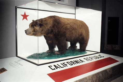 Grizzly Bear California