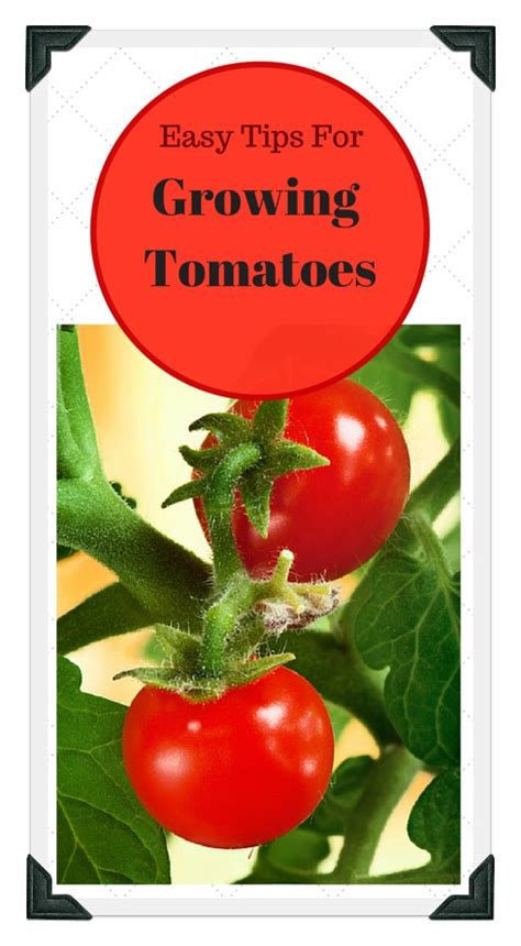 Growing Tomatoes in Your Vegetable Garden