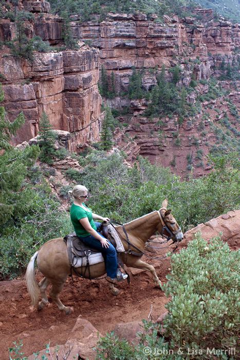 Grand Canyon Donkey Rides | Bryce Canyon Trail Rides