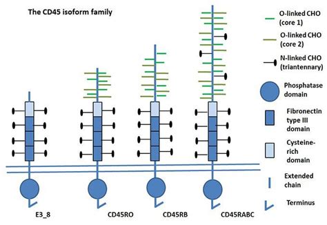 CD45 characterization & Isoforms - Mini-review | Structure, function ...