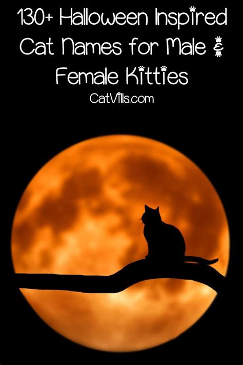 Halloween Cat Names for Male & Female Kitties | Girl cat names, Halloween names for cats, Cat names