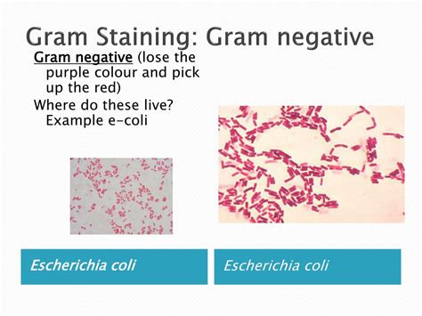 PPT - Bacteria classification PowerPoint Presentation, free download - ID:5588154