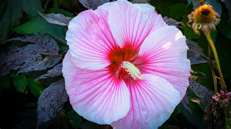 Wallpaper hibiscus, flower, petals, white, pink, macro hd, picture, image