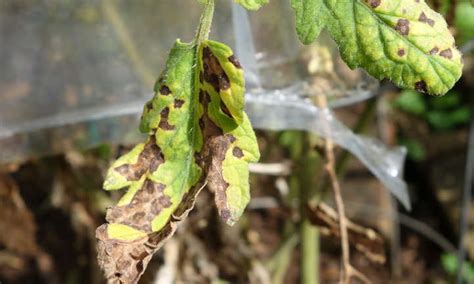 Septoria Leaf Spot: What It Is And How To Fix It - Epic Gardening