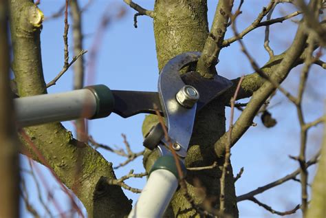 Tree Pruning - Complete Tree Care & Landscape, LLC