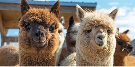 11 Likable Facts About Llamas - The Fact Site