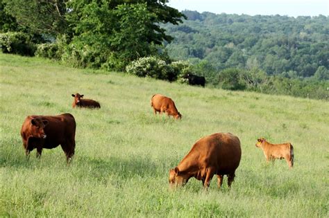 Grass Fed Beef | Stuart Family Farm