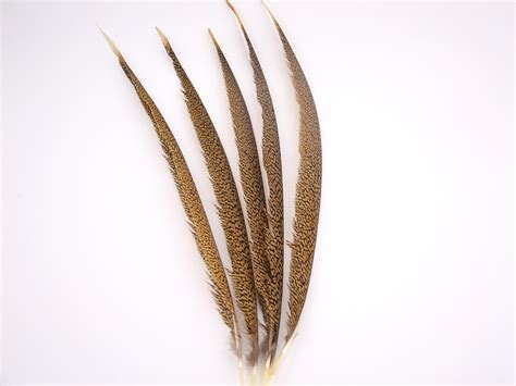 Golden Pheasant Centre Tail Feather – Jaffe