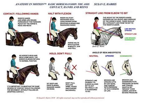 Anatomy in motion, the right position | Horse riding tips, Centered riding, Dressage horses