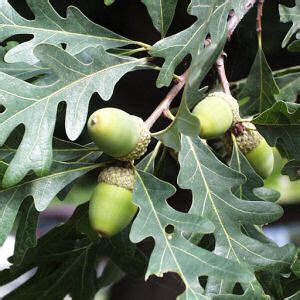 Connecticut State Tree White Oak Quercus alba