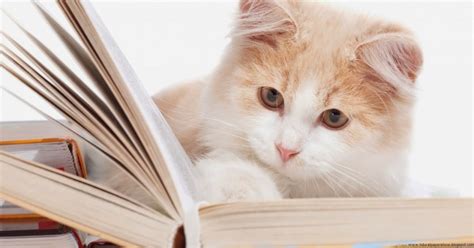 HD Wallpapers : Lovely Cat Reading Book