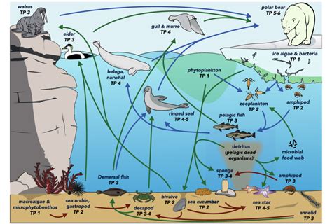 Schematic representation of the subarctic marine food web. Arrows ...